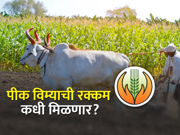 In which district will the advance amount of crop insurance be received before Diwali? | कोणत्या जिल्ह्यात पीक विम्याची अग्रीम रक्कम दिवाळीपूर्वी मिळणार In which district will the advance amount of crop insurance be received before Diwali? | कोणत्या जिल्ह्यात पीक विम्याची अग्रीम रक्कम दिवाळीपूर्वी मिळणार