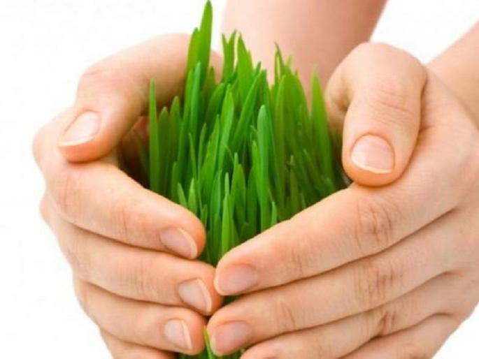 Kharipa sown area of 39 thousand 758 hectares of area in Barshi taluka | बार्शी तालुक्यातील ३९ हजार ७५८ हेक्टर क्षेत्रावर खरिपाच्या पेरण्या Kharipa sown area of 39 thousand 758 hectares of area in Barshi taluka | बार्शी तालुक्यातील ३९ हजार ७५८ हेक्टर क्षेत्रावर खरिपाच्या पेरण्या