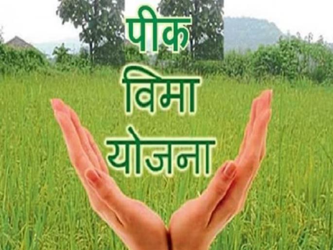 Taking excess money for crop insurance will result in permanent cancellation of license, Collector directs inspection | पीक विम्यासाठी जादा पैसे घेतल्यास परवाना होणार कायमस्वरूपी रद्द, जिल्हाधिकाऱ्यांचे निर्देश तपासणी Taking excess money for crop insurance will result in permanent cancellation of license, Collector directs inspection | पीक विम्यासाठी जादा पैसे घेतल्यास परवाना होणार कायमस्वरूपी रद्द, जिल्हाधिकाऱ्यांचे निर्देश तपासणी