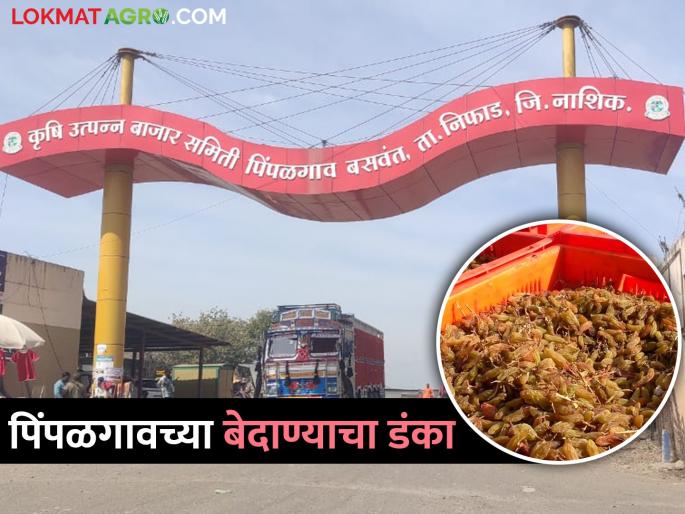 Latest News Demand for Pimpalgaon currants increased from all over the world | Nashik : पिंपळगावच्या बेदाण्याला जगभरातून मागणी वाढलीय, नेमकं कारण काय? 