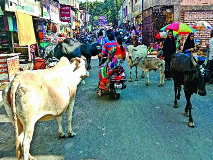 The civilians in the market in the Khadki market with the hail of petty animals scared | मोकाट जनावरांच्या उच्छादाने खडकी बाजारात नागरिक त्रस्त The civilians in the market in the Khadki market with the hail of petty animals scared | मोकाट जनावरांच्या उच्छादाने खडकी बाजारात नागरिक त्रस्त