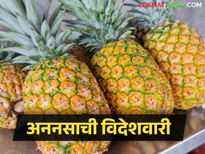 First batch of pineapples sent to UAE market | संयुक्त अरब अमिरातीच्या बाजारपेठेत अननसाची पहिली खेप रवाना First batch of pineapples sent to UAE market | संयुक्त अरब अमिरातीच्या बाजारपेठेत अननसाची पहिली खेप रवाना