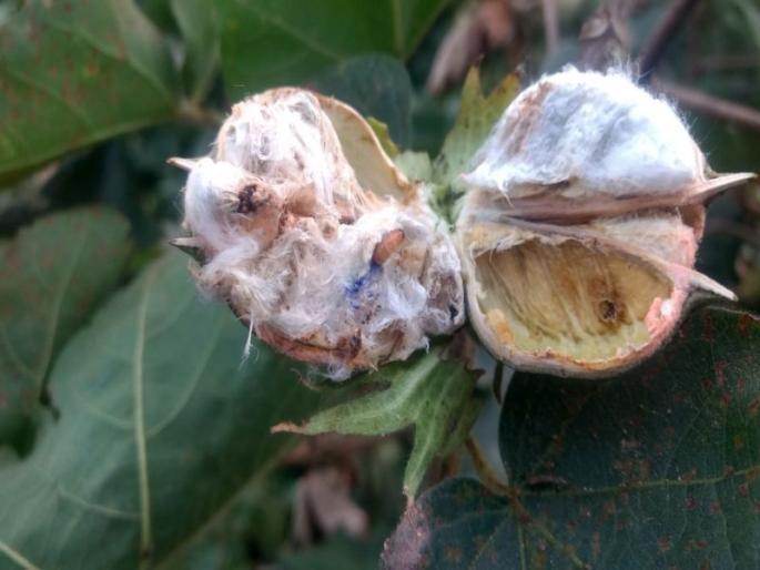 Farmers of Maharashtra will also get BT 2 varieties in the next year | महाराष्ट्रातील शेतकºयांना पुढील वर्षीही मिळणार बीटी २ चेच वाण Farmers of Maharashtra will also get BT 2 varieties in the next year | महाराष्ट्रातील शेतकºयांना पुढील वर्षीही मिळणार बीटी २ चेच वाण