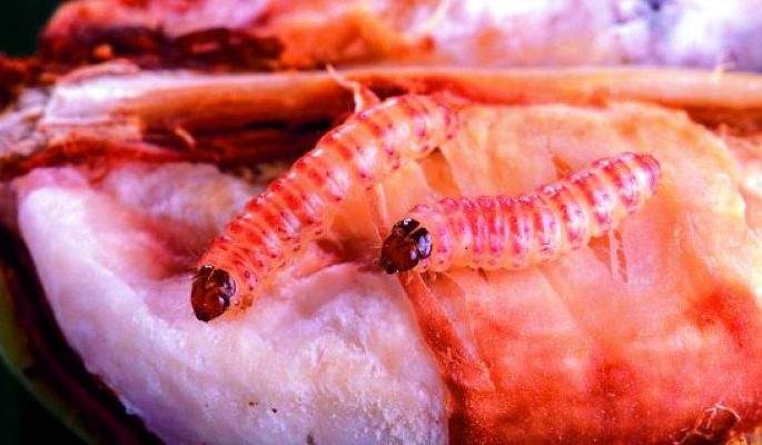 Pink bollwor found in 164 villages in the state! | राज्यातील १६४ गावांमध्ये आढळली गुलाबी बोंडअळी! Pink bollwor found in 164 villages in the state! | राज्यातील १६४ गावांमध्ये आढळली गुलाबी बोंडअळी!