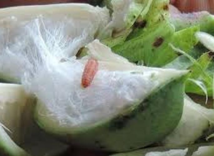 Double the incidence of pink bollworm in Buldhana District | गुलाबी बोंडअळीच्या प्रादुर्भावात दुपटीने वाढ 
