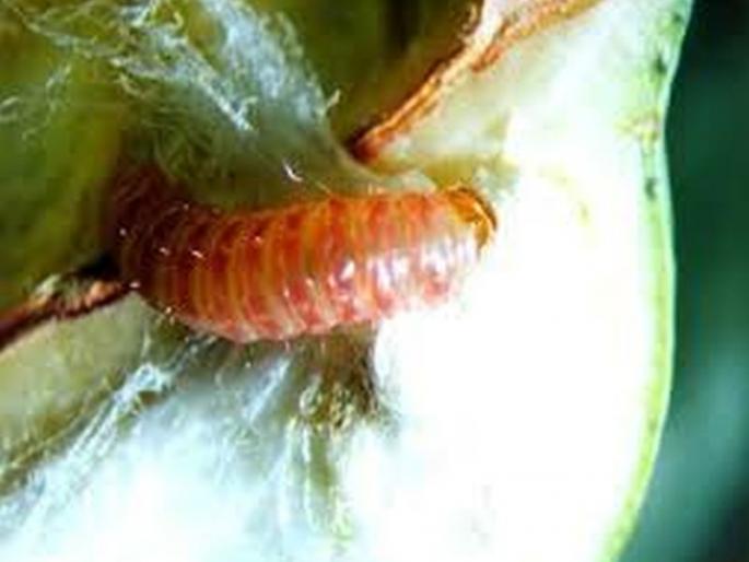Department of Agriculture to prevent pink bollworm | गुलाबी बोंडअळी रोखण्यात कृषी विभाग तोंडघशी  Department of Agriculture to prevent pink bollworm | गुलाबी बोंडअळी रोखण्यात कृषी विभाग तोंडघशी
