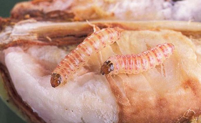 The risk of pink bollworm on cotton increases again! | कपाशीवर गुलाबी बोंडअळीचा धोका पुन्हा वाढला! The risk of pink bollworm on cotton increases again! | कपाशीवर गुलाबी बोंडअळीचा धोका पुन्हा वाढला!