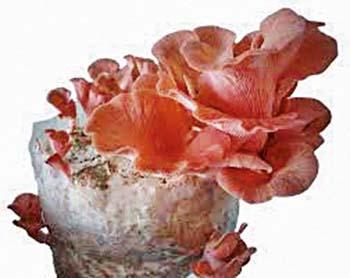 meet a young boy who cultivate mushroom in low budget.. | त्यानं कमी पैशात घरबसल्या पिकवले मशरुम आणि... meet a young boy who cultivate mushroom in low budget.. | त्यानं कमी पैशात घरबसल्या पिकवले मशरुम आणि...