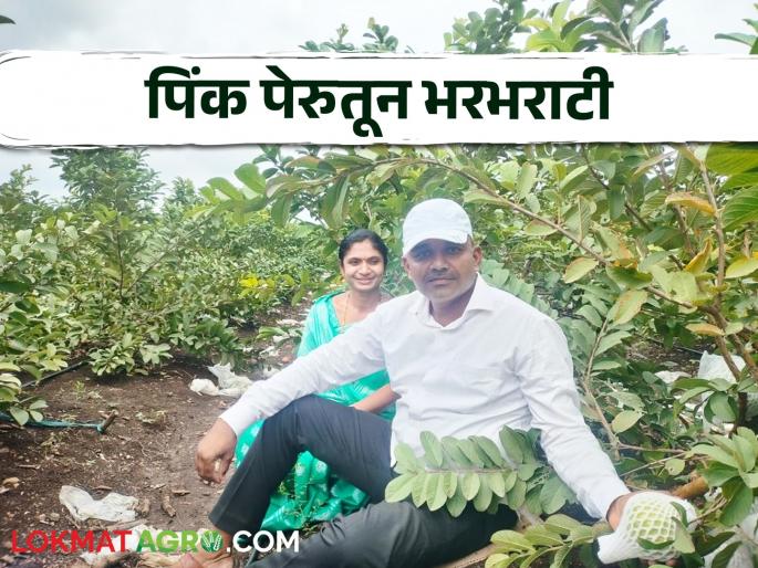 A highly educated couple earned 24 lakhs in the first year from one and a half acres of pink guava | उच्चशिक्षित दाम्पत्याने दीड एकर पिंक पेरूतून पहिल्या वर्षीच केली २४ लाखांची कमाई