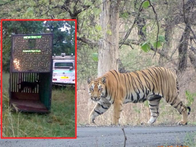 Immediate permission to cage the Pinky tigress; But the proposal of 'unified control' is in the dust | ‘पिंकी’च्या पिंजराबंदसाठी त्वरित परवानगी; मात्र ‘युनिफाईड कंट्रोल’चा प्रस्ताव धूळखातच Immediate permission to cage the Pinky tigress; But the proposal of 'unified control' is in the dust | ‘पिंकी’च्या पिंजराबंदसाठी त्वरित परवानगी; मात्र ‘युनिफाईड कंट्रोल’चा प्रस्ताव धूळखातच