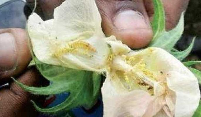 Pink Bollworm Attack On Cotton Increases | अमावस्येनंतर कपाशीवर गुलाबी बोंडअळीचे आक्रमण वाढले ! Pink Bollworm Attack On Cotton Increases | अमावस्येनंतर कपाशीवर गुलाबी बोंडअळीचे आक्रमण वाढले !