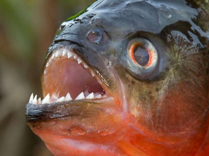 north korea kim jong un executes general piranha filled fish tank | उत्तर कोरियाचे हुकूमशहा किम जोंग उननी जनरलना फेकलं पिराना माशांच्या तलावात north korea kim jong un executes general piranha filled fish tank | उत्तर कोरियाचे हुकूमशहा किम जोंग उननी जनरलना फेकलं पिराना माशांच्या तलावात