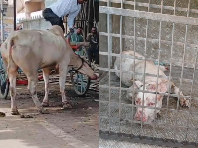 Pitbull attacks bull in Miraj, breaks its legs, shocking photos on the streets | मिरजेत पिटबुल श्वानाचा हल्ला, बैलाचे लचके तोडले, भर रस्त्यावर थरार Pitbull attacks bull in Miraj, breaks its legs, shocking photos on the streets | मिरजेत पिटबुल श्वानाचा हल्ला, बैलाचे लचके तोडले, भर रस्त्यावर थरार