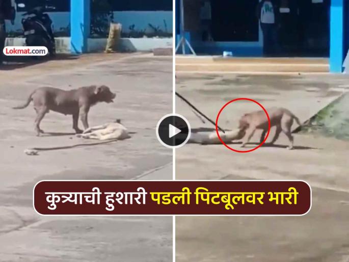 street smart dog amazing intelligence dodged powerful pitbull with clever tactics netizens also amazed after seeing the video | कुत्र्याची भन्नाट हुशारी! तगड्या पिटबूलची 'अशी' केली फजिती; Video पाहून नेटकरीही थक्क street smart dog amazing intelligence dodged powerful pitbull with clever tactics netizens also amazed after seeing the video | कुत्र्याची भन्नाट हुशारी! तगड्या पिटबूलची 'अशी' केली फजिती; Video पाहून नेटकरीही थक्क