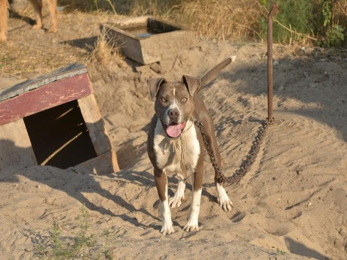 rajasthan news, pitbull dog attack 11 year old child in jaipur | पिटबुलचा 11 वर्षीय मुलावर हल्ला, शरीरावर 32 ठिकाणी घेतला चावा rajasthan news, pitbull dog attack 11 year old child in jaipur | पिटबुलचा 11 वर्षीय मुलावर हल्ला, शरीरावर 32 ठिकाणी घेतला चावा