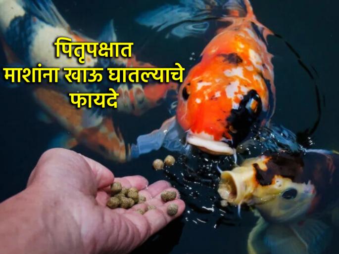 Pitru Paksha 2025: You will be amazed to read the benefits of feeding fish along with crows during Pitru Paksha! | Pitru Paksha 2025: पितृपक्षात कावळ्यांबरोबरच माशांना खाऊ घातल्याने होणारे फायदे वाचून चकित व्हाल! Pitru Paksha 2025: You will be amazed to read the benefits of feeding fish along with crows during Pitru Paksha! | Pitru Paksha 2025: पितृपक्षात कावळ्यांबरोबरच माशांना खाऊ घातल्याने होणारे फायदे वाचून चकित व्हाल!