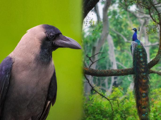Pitru Paksha 2025: Why is the crow so displeased despite being given so much respect in Pitru Paksha? Read the parable | Pitru Paksha 2025: पितृपक्षात कावळ्याला एवढा मान मिळूनही त्याची एवढी नाराजी का? वाचा बोधकथा  Pitru Paksha 2025: Why is the crow so displeased despite being given so much respect in Pitru Paksha? Read the parable | Pitru Paksha 2025: पितृपक्षात कावळ्याला एवढा मान मिळूनही त्याची एवढी नाराजी का? वाचा बोधकथा