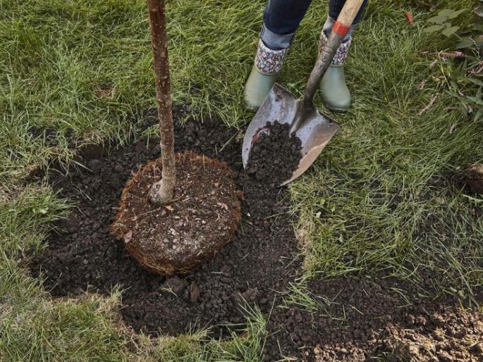 4.57 lakh pits for planting 5.40 lakh trees! | ५.४० लाख वृक्ष लागवडीसाठी ४.५७ लाख खड्डे!