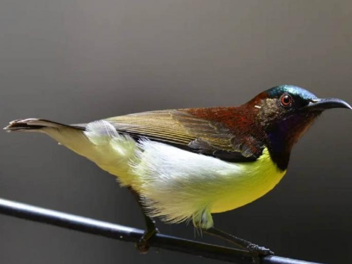 in 500 parks in mumbai birds are also getting measures to beat the cooling heat | मुंबईतील ५०० उद्यानांमध्ये पक्ष्यांनाही मिळतोय थंडावा, उष्णतेवर मात करण्यासाठी उपाययोजना in 500 parks in mumbai birds are also getting measures to beat the cooling heat | मुंबईतील ५०० उद्यानांमध्ये पक्ष्यांनाही मिळतोय थंडावा, उष्णतेवर मात करण्यासाठी उपाययोजना
