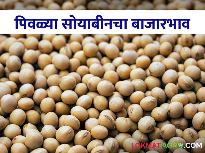 Latest news todays Soyabean Bajarbhav in market yard check here market price | Soyabean Bajarbhav : तासगाव, मुखेड आणि पालम बाजारात पिवळ्या सोयाबीनला काय भाव? जाणून घ्या सविस्तर  Latest news todays Soyabean Bajarbhav in market yard check here market price | Soyabean Bajarbhav : तासगाव, मुखेड आणि पालम बाजारात पिवळ्या सोयाबीनला काय भाव? जाणून घ्या सविस्तर