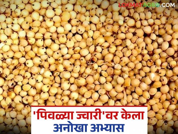 Piwali Jowar: latest news Unique study done on 'yellow jowar'; Will it be beneficial for farmers? | Piwali Jowar : 'पिवळ्या ज्वारी'वर केला अनोखा अभ्यास; शेतकऱ्यांना होणार का फायदेशीर Piwali Jowar: latest news Unique study done on 'yellow jowar'; Will it be beneficial for farmers? | Piwali Jowar : 'पिवळ्या ज्वारी'वर केला अनोखा अभ्यास; शेतकऱ्यांना होणार का फायदेशीर