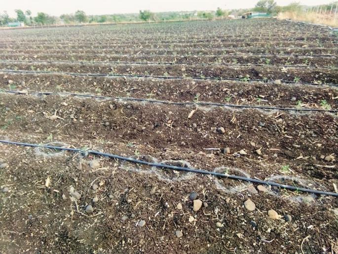 As the rain turns back, vegetable burnt five crore seedlings of cultivation | पावसाने पाठ फिरवल्याने भाजीपाला लागवडीची पाच कोटी रोपे करपली As the rain turns back, vegetable burnt five crore seedlings of cultivation | पावसाने पाठ फिरवल्याने भाजीपाला लागवडीची पाच कोटी रोपे करपली