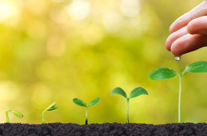 If you want government documents, then plant five trees | शासकीय कागदपत्रे हवीत तर पाच झाडे लावा If you want government documents, then plant five trees | शासकीय कागदपत्रे हवीत तर पाच झाडे लावा