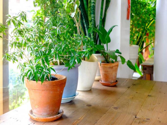 Instead of air purifier these plants will help in fighting pollution | घरातील प्रदूषण दूर करण्यासाठी एअर प्युरिफायर नाहीतर 'ही' झाडं लावा