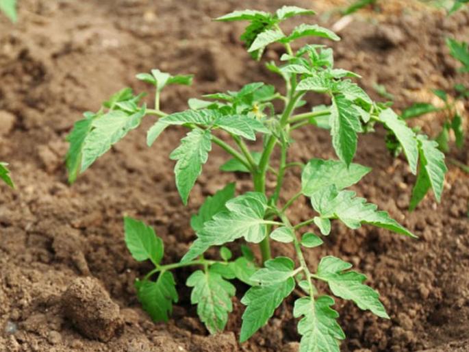 Plants scream when they are in stress according to new research | पाने तोडल्यावर झाडे जोरात ओरडतात, हा घ्या पुरावा.... Plants scream when they are in stress according to new research | पाने तोडल्यावर झाडे जोरात ओरडतात, हा घ्या पुरावा....