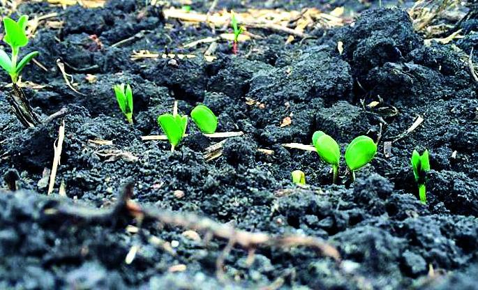 Farmed seeds finally got paid! | न उगवलेल्या बियाण्यांचा अखेर शेतकर्यांना मोबदला! Farmed seeds finally got paid! | न उगवलेल्या बियाण्यांचा अखेर शेतकर्यांना मोबदला!