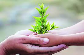 Marathwada will be in green | मराठवाडा हिरवाकंच होणार Marathwada will be in green | मराठवाडा हिरवाकंच होणार