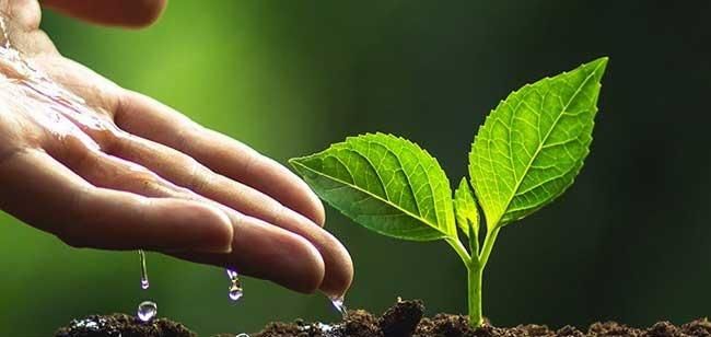 4.95 Crore Expenditure on 11200 Trees in Nagpur: Selection of 56 Roads |  नागपुरात  ११२०० झाडांवर ४.९५ कोटींचा खर्च :  ५६ रस्त्यांची निवड