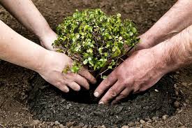 Today, the Van Mahotsav celebrated tree plantation at the university | विद्यापीठात आज वन महोत्सवनिमित्त वृक्ष लागवड Today, the Van Mahotsav celebrated tree plantation at the university | विद्यापीठात आज वन महोत्सवनिमित्त वृक्ष लागवड