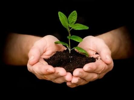 Seventeen rupees spent on a single seedling; One and a half crores for ten thousand trees | एका रोपट्याला सतराशे रुपयांचा खर्च; दहा हजार वृक्षांसाठी दीड कोटी Seventeen rupees spent on a single seedling; One and a half crores for ten thousand trees | एका रोपट्याला सतराशे रुपयांचा खर्च; दहा हजार वृक्षांसाठी दीड कोटी