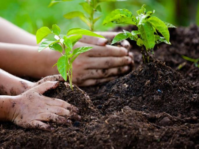 Forest Week; No funding, no goals! | वन सप्ताह; ना निधी आला, ना उद्दिष्ट ठरले ! Forest Week; No funding, no goals! | वन सप्ताह; ना निधी आला, ना उद्दिष्ट ठरले !