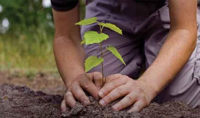 Planting of 6 lakh trees under the Malegaon Forest circul | मालेगाव वन परीक्षेत्रातंर्गत होणार ६ लाख वृक्षांची लागवड Planting of 6 lakh trees under the Malegaon Forest circul | मालेगाव वन परीक्षेत्रातंर्गत होणार ६ लाख वृक्षांची लागवड
