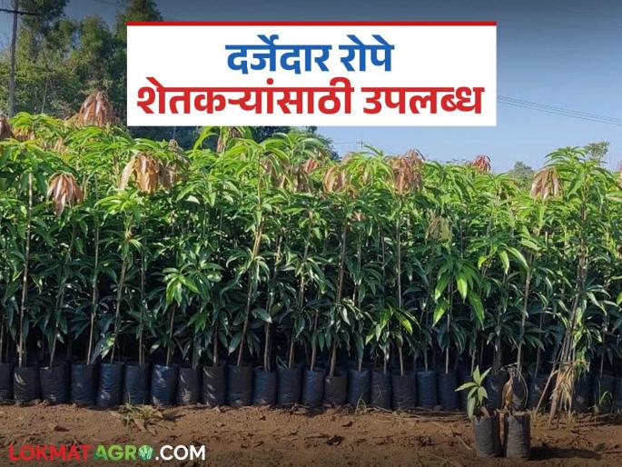 latest news Nursery Plants For Farmers: Farmers will get quality seedlings at low cost; Read in detail where and how | Nursery Plants For Farmers: शेतकऱ्यांना मिळणार कमी खर्चात दर्जेदार रोपे; कुठे, कसे वाचा सविस्तर