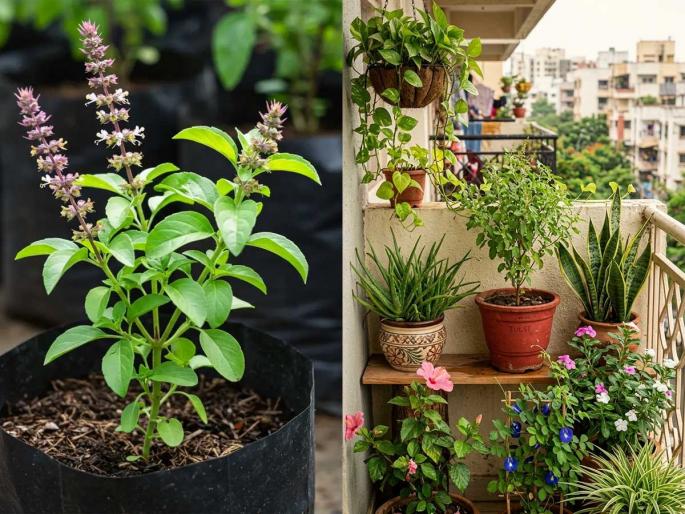plants not to grow near Tulsi plant plants never grow next to Tulsi plants harmful for Tulsi growth | तुळशीजवळ लावा २ रोपं वाढेल भरभर होईल हिरवीगार, आणि अजिबात लावू नका 'ही' रोपं... plants not to grow near Tulsi plant plants never grow next to Tulsi plants harmful for Tulsi growth | तुळशीजवळ लावा २ रोपं वाढेल भरभर होईल हिरवीगार, आणि अजिबात लावू नका 'ही' रोपं...