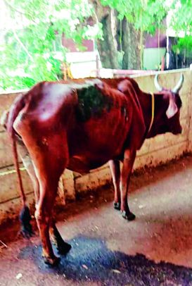 Surprise ... 80 kg of plastic was removed from the cow's stomach | अबब... गाईच्या पाेटातून काढले ८० किलाे प्लास्टिक Surprise ... 80 kg of plastic was removed from the cow's stomach | अबब... गाईच्या पाेटातून काढले ८० किलाे प्लास्टिक