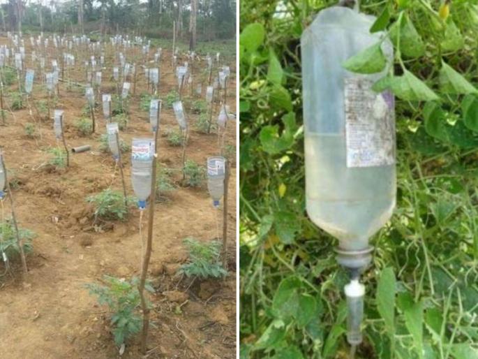 Indian farmer used new techniques of farming and getting more benefit from it | कचऱ्यातल्या ग्लुकोज बॉटल्सही ठरल्या 'गुणकारी', लाखो रुपये कमावू लागला 'रँचो' शेतकरी Indian farmer used new techniques of farming and getting more benefit from it | कचऱ्यातल्या ग्लुकोज बॉटल्सही ठरल्या 'गुणकारी', लाखो रुपये कमावू लागला 'रँचो' शेतकरी