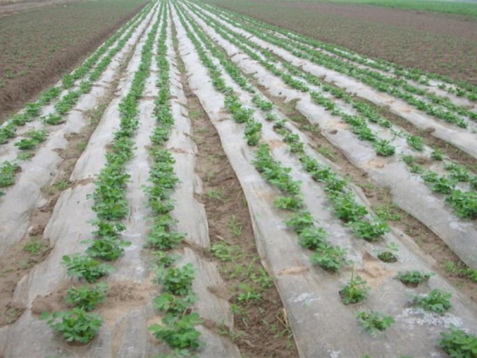 My Agriculture Scheme : Plastics Mallching Paper Scheme | माझी कृषी योजना : प्लास्टिक मल्चिंग पेपर योजना My Agriculture Scheme : Plastics Mallching Paper Scheme | माझी कृषी योजना : प्लास्टिक मल्चिंग पेपर योजना