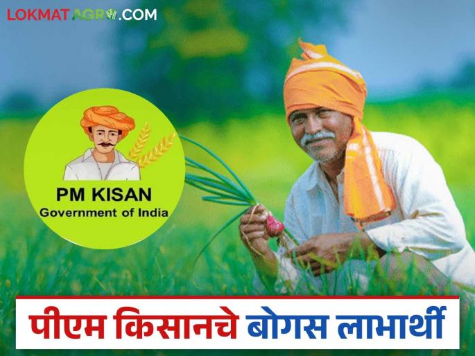 Latest news Bogus beneficiaries embezzled subsidies in PM Kisan Yojana, know the details | PM Kisan Scheme : पीएम किसान योजनेत बोगस लाभार्थ्यांनी अनुदान लाटले, जाणून घ्या सविस्तर  Latest news Bogus beneficiaries embezzled subsidies in PM Kisan Yojana, know the details | PM Kisan Scheme : पीएम किसान योजनेत बोगस लाभार्थ्यांनी अनुदान लाटले, जाणून घ्या सविस्तर