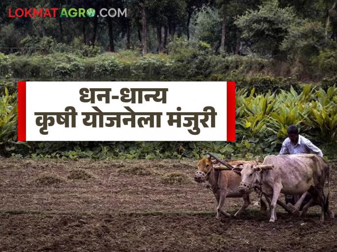 Cabinet approves PM Dhan-Dhanya Krishi Yojana, what is this scheme? | PM Dhan Dhanya Yojana : पीएम धन-धान्य कृषी योजनेला मंत्रिमंडळाची मंजुरी, काय आहे ही योजना? 