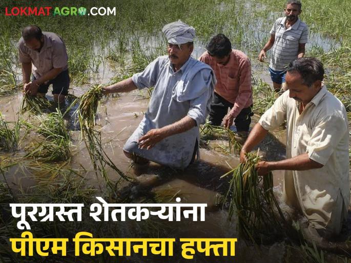 Latest News PM Kisan Hafta After Punjab and Himachal, PM Kisan weekly installment distributed to flood-affected farmers in jammu kashmir | पंजाब, हिमाचलनंतर 'या' राज्यातील पूरग्रस्त शेतकऱ्यांना पीएम किसानचा हफ्ता वितरित 