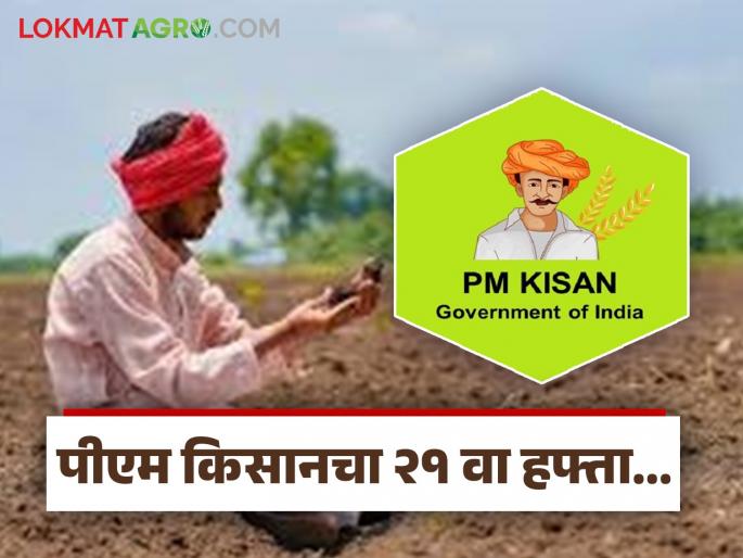 Latest News Pm kisan Scheme In which week of November can the 21st installment be issued | PM Kisan Scheme : पीएम किसानचा 21वा हफ्ता नोव्हेंबरच्या कोणत्या आठवड्यात वितरित केला जाऊ शकतो? Latest News Pm kisan Scheme In which week of November can the 21st installment be issued | PM Kisan Scheme : पीएम किसानचा 21वा हफ्ता नोव्हेंबरच्या कोणत्या आठवड्यात वितरित केला जाऊ शकतो?