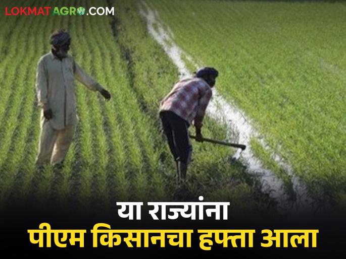 :Latest News PM Kisan's 21 hafta announced for punjab, himachal pradesh, uttar pradesh why not maharashtra | PM Kisan Hafta : 'या' तीन राज्यांना पीएम किसानचा हफ्ता जाहीर, मग महाराष्ट्राला दुजाभाव का?  