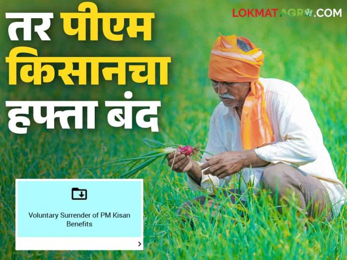 Latest News Do not click on Voluntary Surrender of PM-KISAN benefits option in PM Kisan Yojana know in detail | PM Kisan Surrender : चुकूनही करू नका 'हे' काम, अन्यथा पीएम किसानचे पैसे विसरा, जाणून घ्या सविस्तर  Latest News Do not click on Voluntary Surrender of PM-KISAN benefits option in PM Kisan Yojana know in detail | PM Kisan Surrender : चुकूनही करू नका 'हे' काम, अन्यथा पीएम किसानचे पैसे विसरा, जाणून घ्या सविस्तर