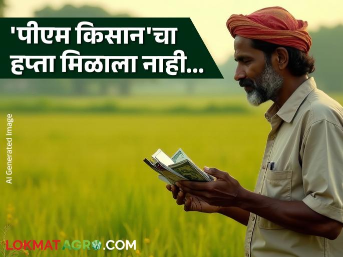 PM Kisan Hapta : You have not received your 'PM Kisan' installment; What could be the reasons? | PM Kisan Hapta : तुम्हाला 'पीएम किसान'चा हप्ता आला नाही; काय असू शकतात कारणे? PM Kisan Hapta : You have not received your 'PM Kisan' installment; What could be the reasons? | PM Kisan Hapta : तुम्हाला 'पीएम किसान'चा हप्ता आला नाही; काय असू शकतात कारणे?