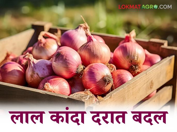 Latest News kanda market update Some relief in red onion prices see todays kanda bajarbhav | Kanda Market Update : लाल कांदा दरात काहीसा दिलासा, सोलापूर, लासलगाव बाजारात काय भाव मिळाला?   Latest News kanda market update Some relief in red onion prices see todays kanda bajarbhav | Kanda Market Update : लाल कांदा दरात काहीसा दिलासा, सोलापूर, लासलगाव बाजारात काय भाव मिळाला?