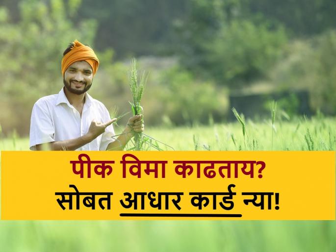 Pik Vima: Why Aadhaar card has been made mandatory in PM fasal bima yojana this year? | Pik Vima: पीक विमा योजनेत यंदा आधार कार्ड बंधनकारक का करण्यात आले?